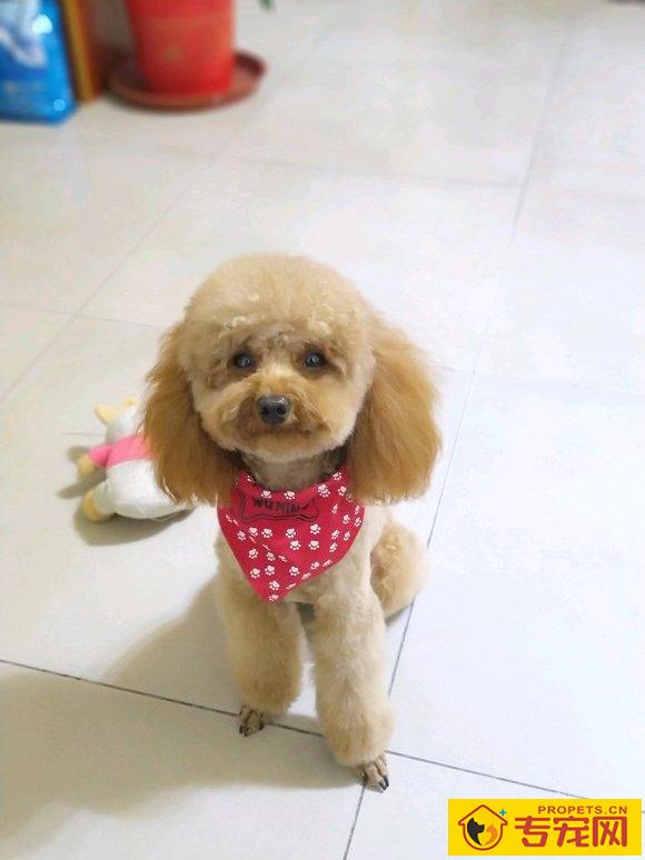 网友闲着没事,给泰迪把毛修了一下,做完泰迪烦闷了 网友闲着没事,给泰迪把毛修了一下,做完泰迪烦闷了