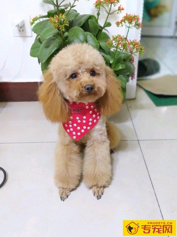 网友闲着没事,给泰迪把毛修了一下,做完泰迪烦闷了 网友闲着没事,给泰迪把毛修了一下,做完泰迪烦闷了