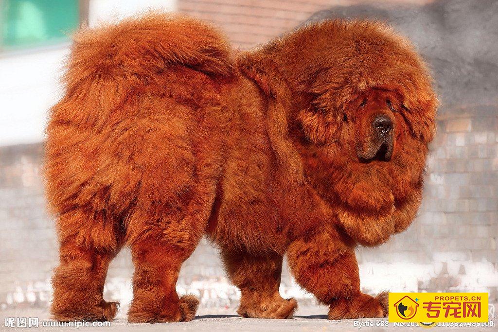 藏獒繁育要改良种犬局部缺陷