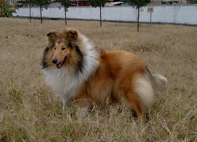 如何正确训练宠物犬