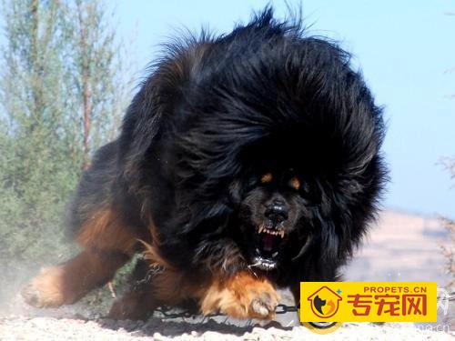 如何防止藏獒发胖 运动很重要