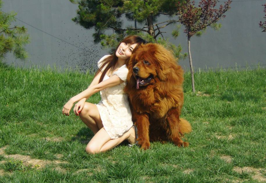 购买藏獒前必须考虑的问题