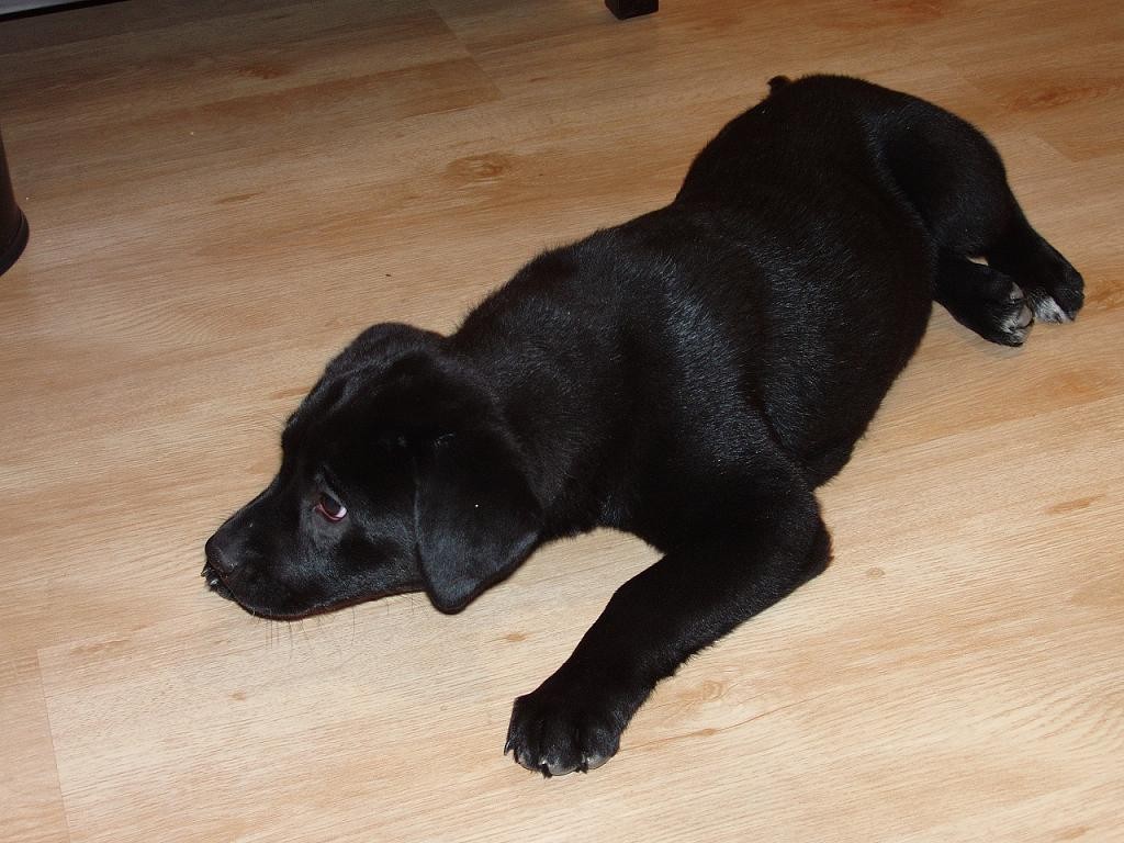 拉布拉多感冒原因及治疗方法