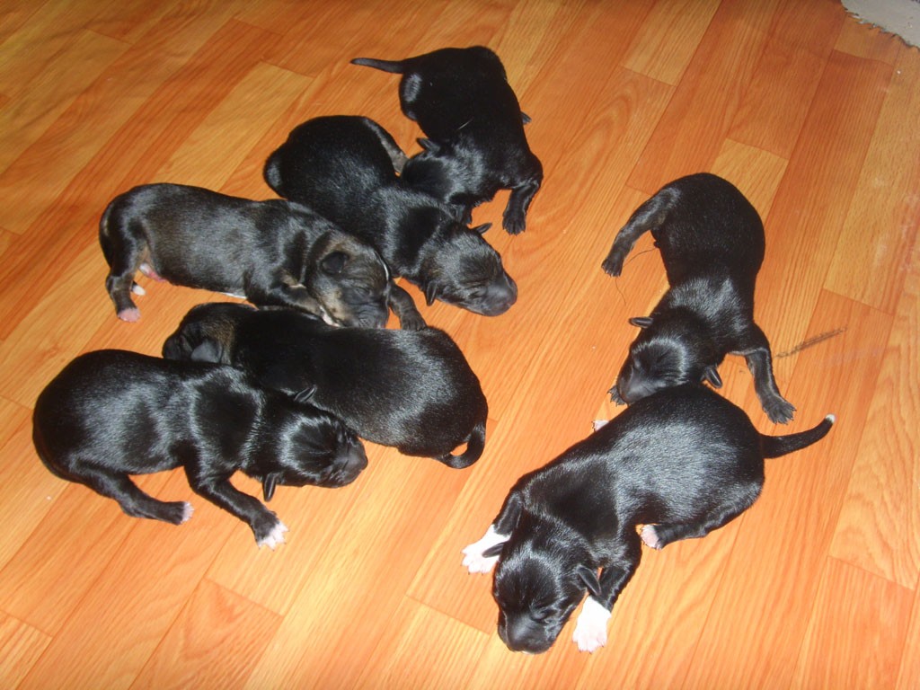 拉布拉多睡眠问题解答