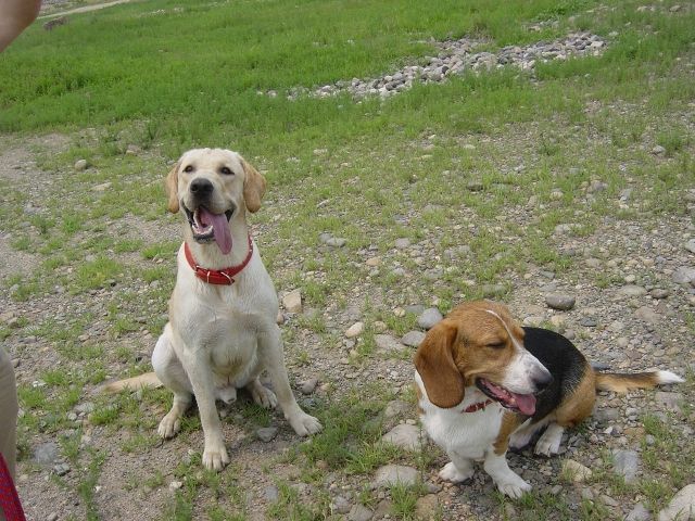 拉布拉多骨关节遗传性疾病