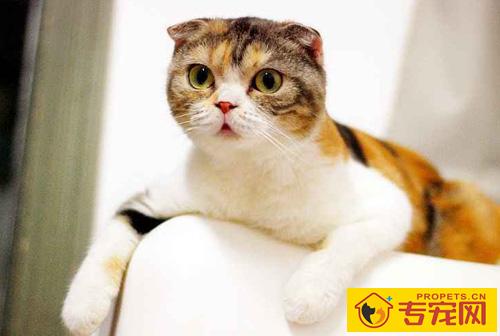 折耳猫的性格 拥有糖果般甜美的性格