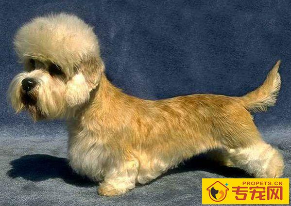 丹迪丁蒙梗的性格 梗类犬多数聪明活泼