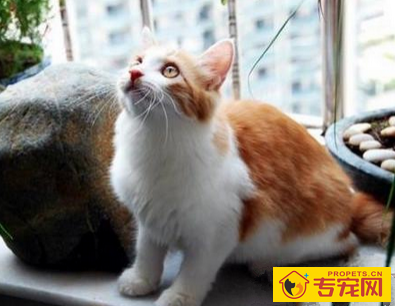 土耳其安哥拉猫粘人吗 该猫比较独立