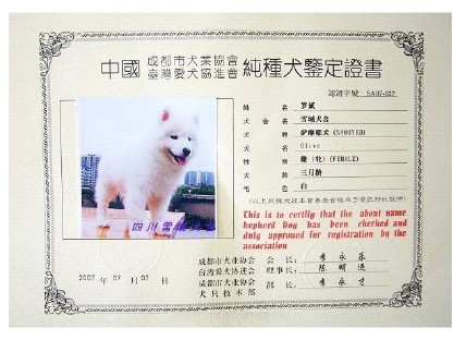 金毛血统证明书
