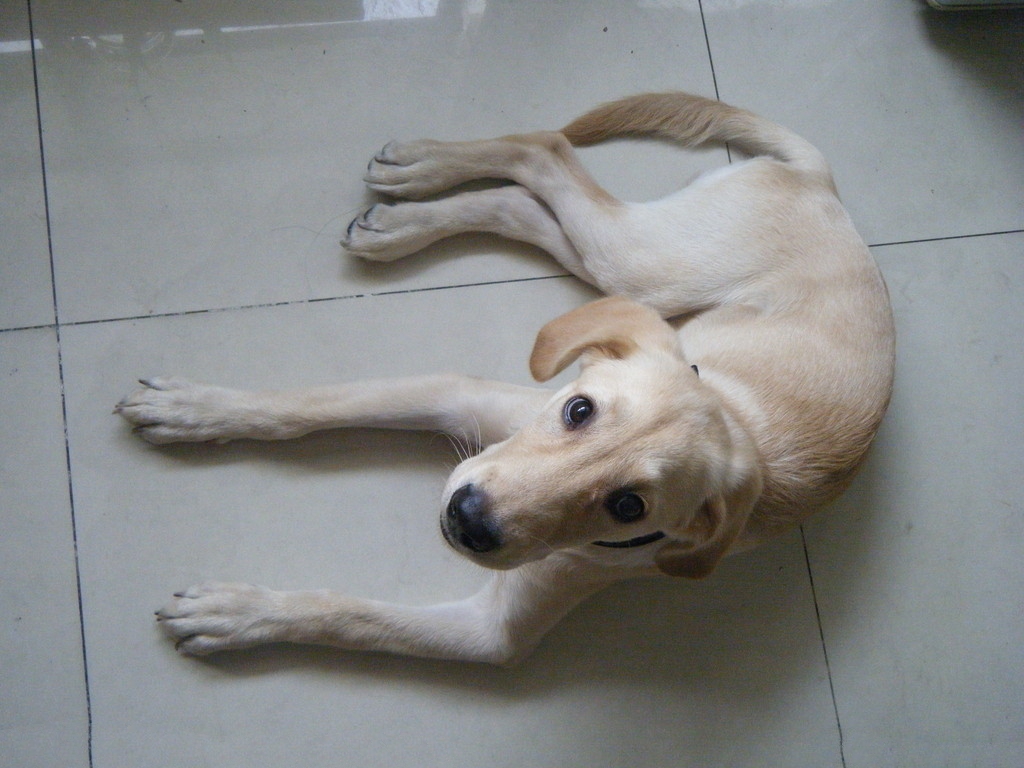 拉布拉多换毛期间如何护理