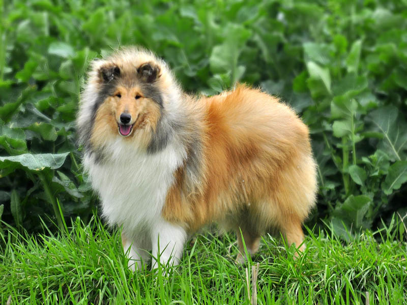 如何让苏牧学会游泳