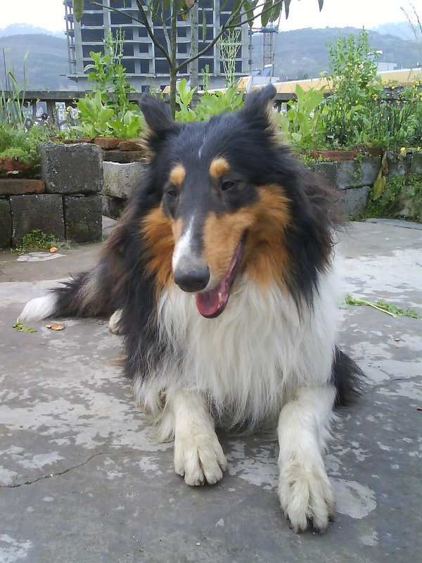 苏牧一天吃多少东西好