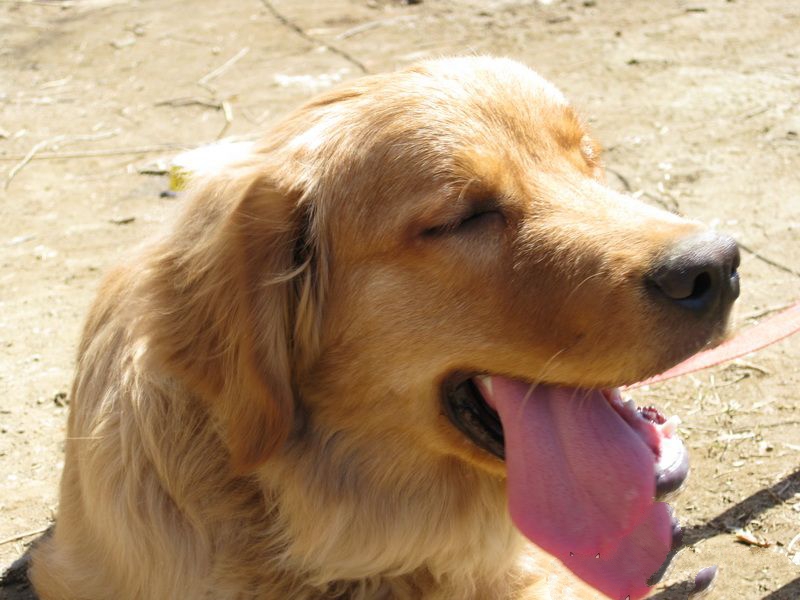 如何防止金毛犬毛发打结