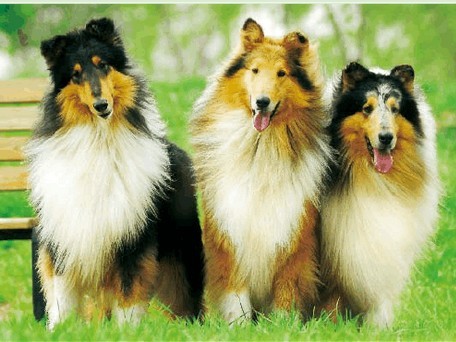 如何挑选健康的苏牧幼犬