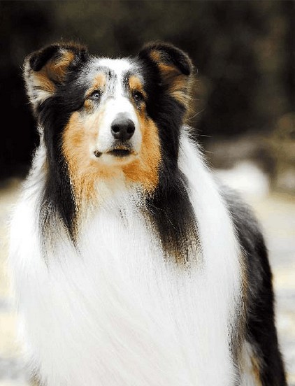 如何通过闻气味辨别苏牧健康