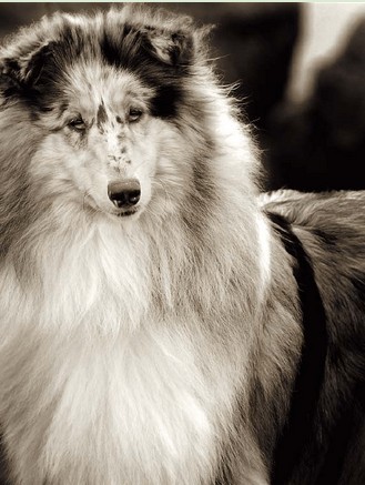 苏格兰牧羊犬的历史起源过程