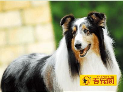 苏牧繁殖与发展的历史简介