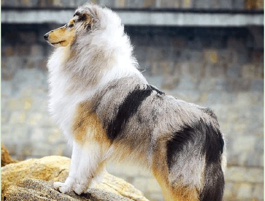 苏格兰牧羊犬气质高贵典雅