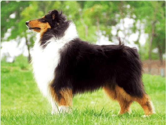 苏格兰牧羊犬性格忠实诚恳热情理智