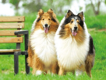 双云石基因苏牧价格极高