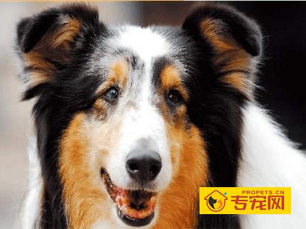 苏牧和喜乐蒂牧羊犬有什么区别