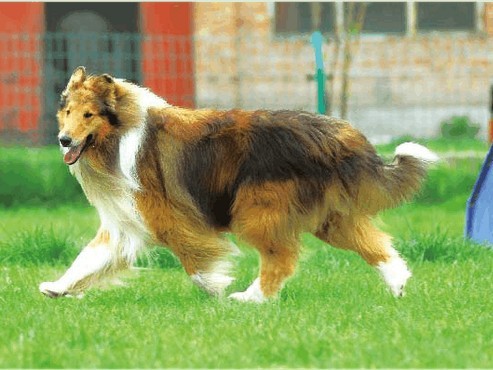 饲养苏牧需要爱心和耐心