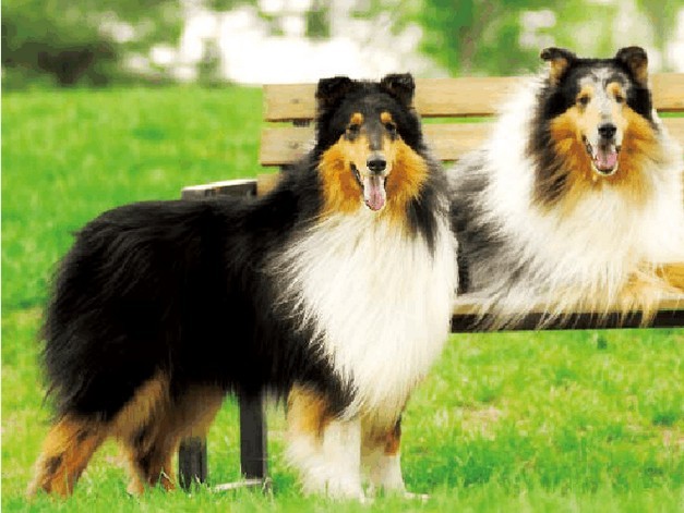 饲养苏牧需要足够的时间和精力