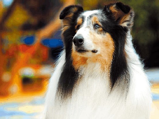 饲养苏牧需要哪些准备物品