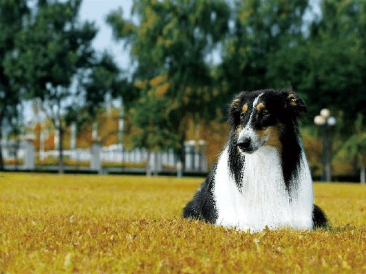 够买苏格兰牧羊犬需要多少钱