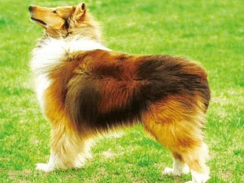 宠物犬断奶时候该如何补充营养