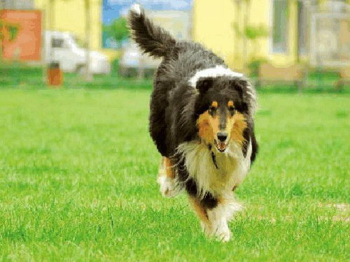 苏牧发育期阶段的苏牧饮食特点