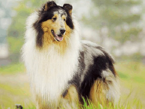 宠物犬发育成熟该如何喂食