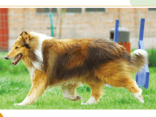 怀孕期间苏牧的饮食运动注意事项