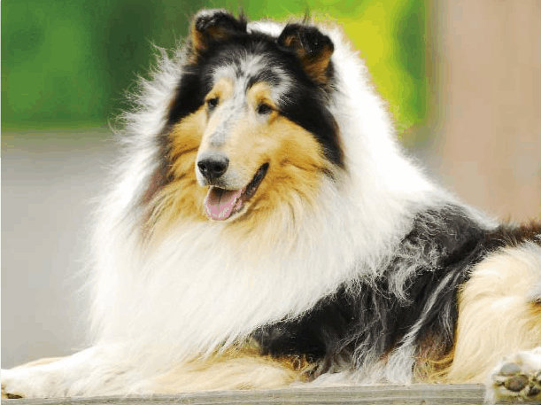 老年期苏牧的饮食营养成分搭配