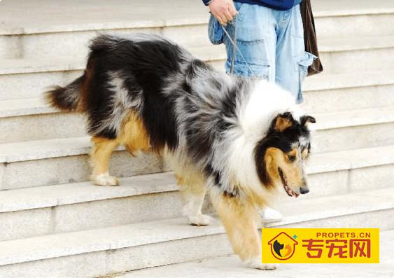 苏牧爬楼梯对骨架发育影响