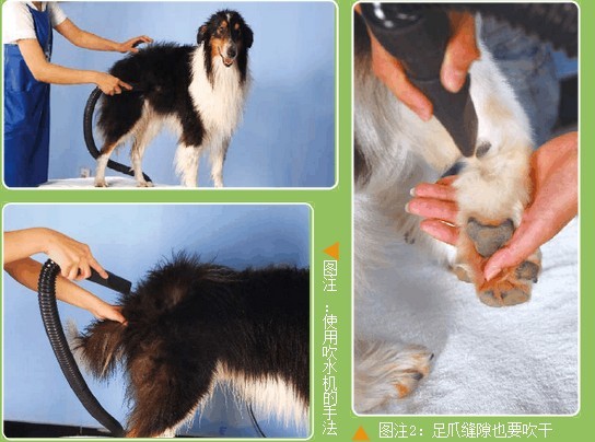 给苏牧梳毛的正确方法是什么