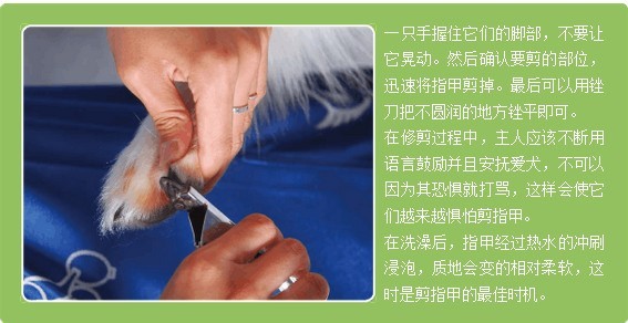 给宠物狗剪指甲要注意什么