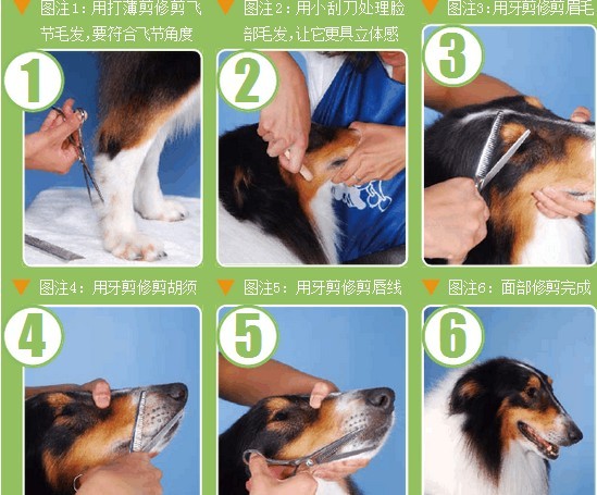 宠物狗美容的基本手法有哪些