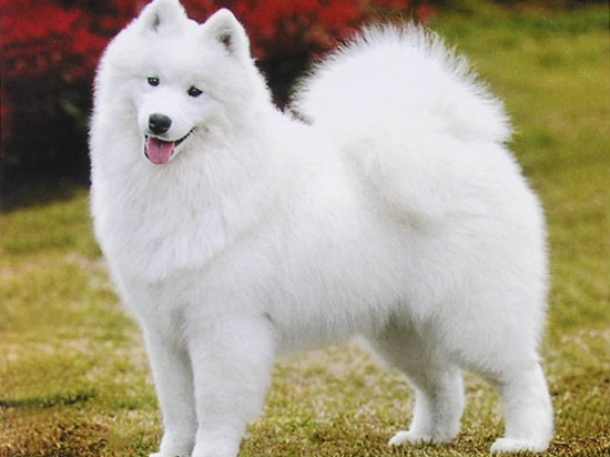 选购萨摩耶犬时的注意事项