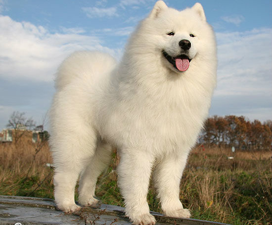 萨摩耶入住前的犬舍和用具准备