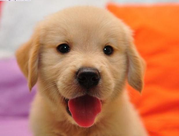 金毛狗幼犬补钙吃什么好