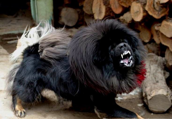 藏獒股关节脱臼的症状及危害