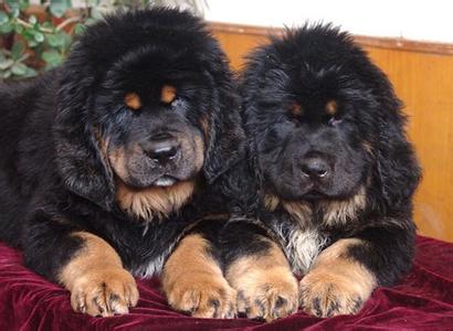 选购藏獒时要做哪些健康检查