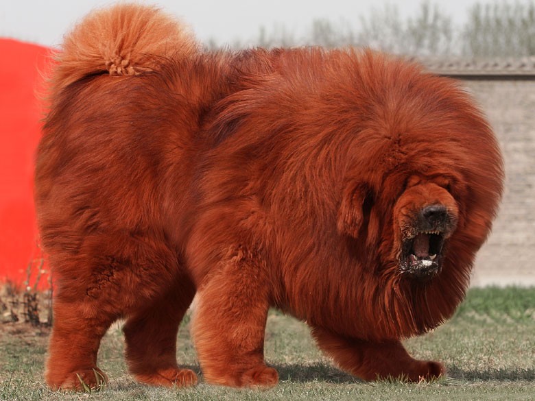 购买藏獒钱要了解的信息