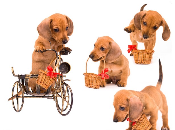 如何培养孩子与金毛犬有好相处