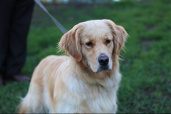 饲养金毛狗平时需要备什么药