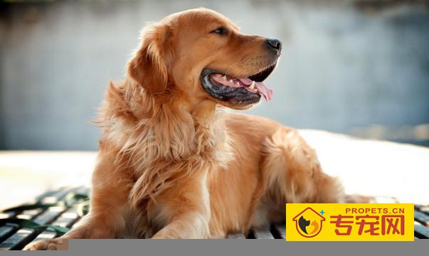 适量补充维生素会让金毛犬更健康