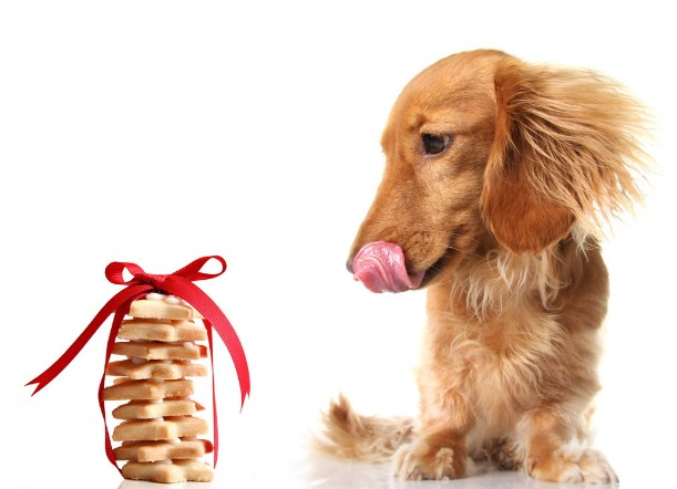 尽量少给金毛犬喂用人类药品