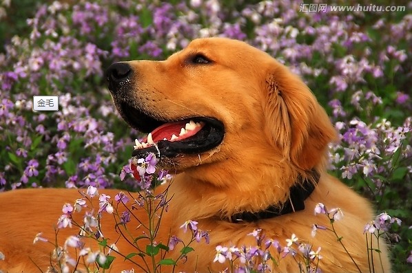 金毛犬夏季饮食的注意事项