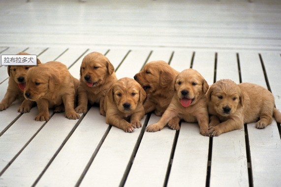 喂拉布拉多吃驱虫药的注意事项